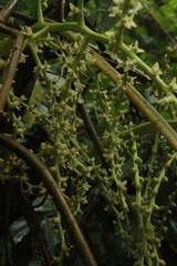 Chamaedorea linearis