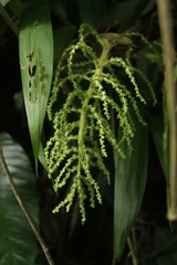 Chamaedorea linearis