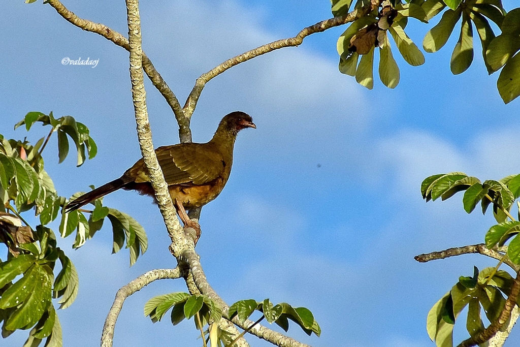 Chaco Chachalaca Ortalis canicollis iNaturalist