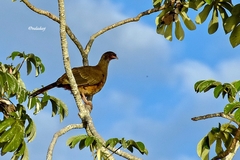 Chaco Chachalaca photo 2