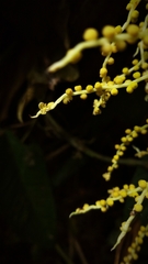 Chamaedorea linearis