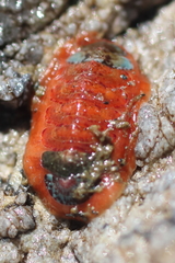 Dendrochiton flectens