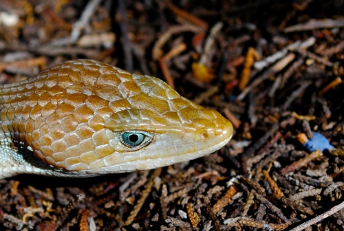 Texas Alligator Lizard