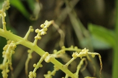 Chamaedorea linearis