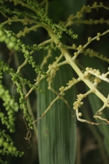 Chamaedorea linearis