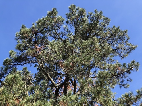 iNaturalist observation photo of Monterey pine