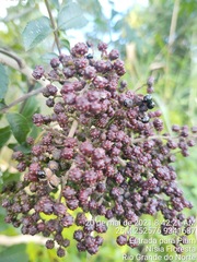 Zanthoxylum rhoifolium