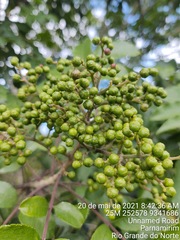 Zanthoxylum rhoifolium