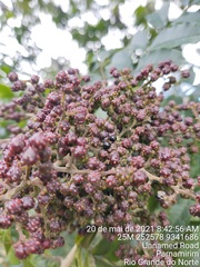 Zanthoxylum rhoifolium