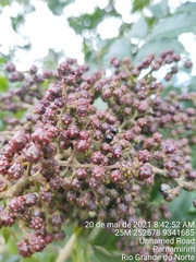 Zanthoxylum rhoifolium