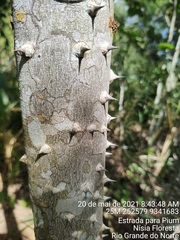Zanthoxylum rhoifolium