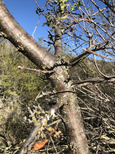 iNaturalist observation photo of Western Chokecherry