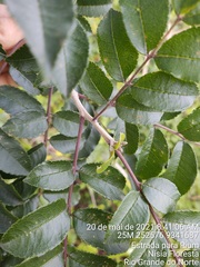 Zanthoxylum rhoifolium