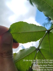 Zanthoxylum rhoifolium
