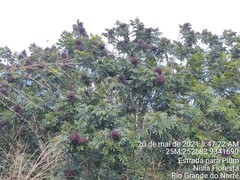 Zanthoxylum rhoifolium