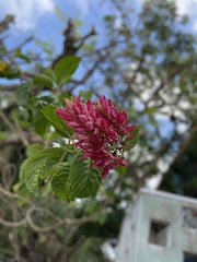 Megaskepasma