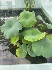 Nelumbo