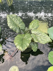 Nelumbo