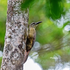 Xiphocolaptes albicollis
