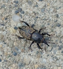 Sphenophorus cicatristriatus