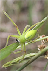 Neosparassus patellatus