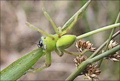 Neosparassus patellatus