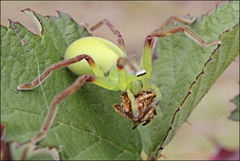 Neosparassus patellatus