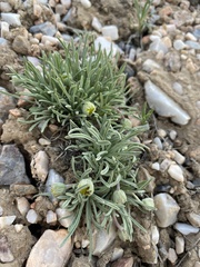 Erigeron bloomeri bloomeri