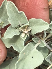 Acleisanthes nevadensis