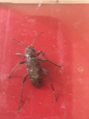 Xylotrechus nauticus