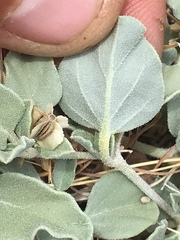 Acleisanthes nevadensis