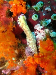 Pseudoceros laingensis