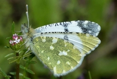 Euchloe tagis