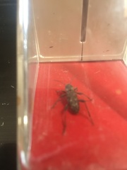 Xylotrechus nauticus