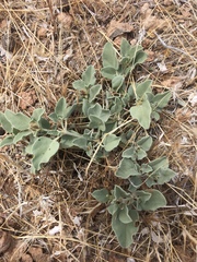 Acleisanthes nevadensis