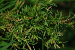 Tagetes filifolia