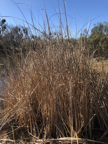 iNaturalist observation photo of common tule