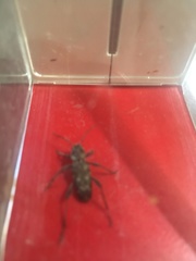 Xylotrechus nauticus