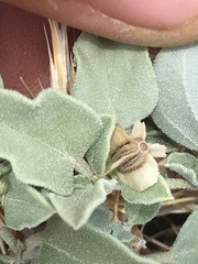 Acleisanthes nevadensis