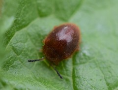 Stenotarsus blatchleyi