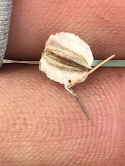 Acleisanthes nevadensis