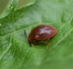 Stenotarsus blatchleyi