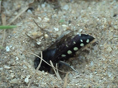 Stictia punctata
