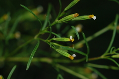 Tagetes filifolia