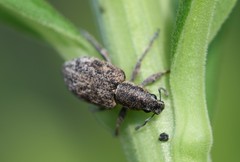 Tanymecus confusus