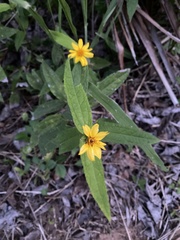 Wedelia calycina