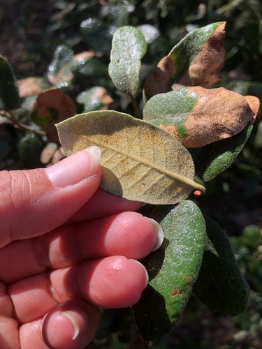 iNaturalist observation photo of canyon live oak
