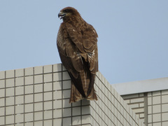 Milvus migrans lineatus