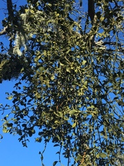Phoradendron leucarpum tomentosum