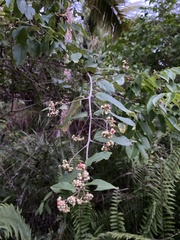 Varronia polycephala